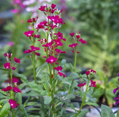 Pink red wood sorrels flowers grow at the glasshouse