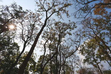 Summer Trees with Falling Leaves Beautiful Pattern Sky Background