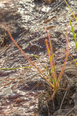 Drosera spiralis in natural habitat close to Diamantina in Minas Gerais, Brazil