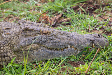 Crocodile,  Kruger National Park, South Africa