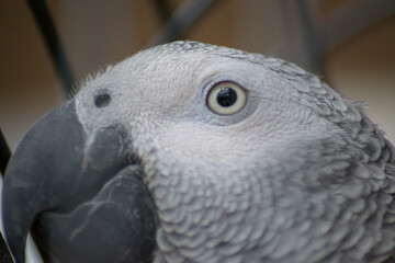Caged wild animal, African gray parrot head and eyes close-up , animal wildlife, pets, domestic parrot