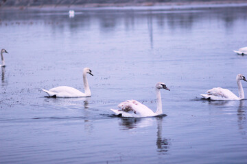 Beautiful swan birds float on the reflective water of the lake.
