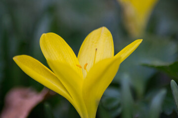Close-up of beautiful blooming yellow crocus in the garden, single spring crocus in a meadow, wild flowers
