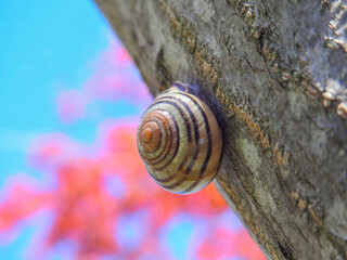 snail