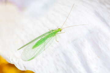 Common green lacewing - Chrysoperla carnea - in their natural habitat