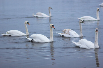 Obraz premium A flock of white swans floating on the reflective water of the lake.