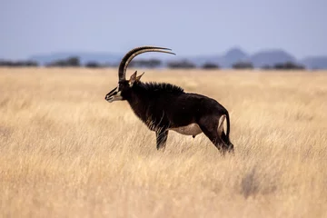Fotobehang Sable antelope bull, Mokala National Park, Kimberley, South Africa © Ruan