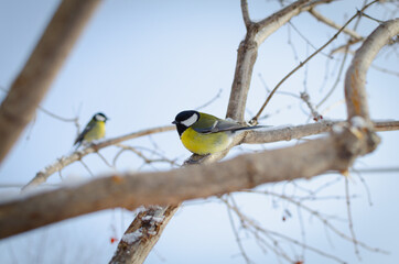 The titmouse is a small, songbird.
