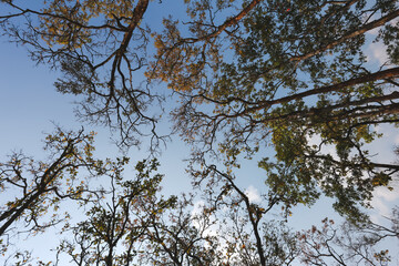 Summer Trees with Falling Leaves Beautiful Pattern Sky Background