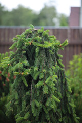 Blur Landscape in the garden. Young Fir Inversa in a home garden. The concept of landscaping design. Soft focus image. Topiary.