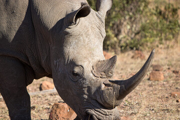 White Rhino, Pilansberg National Park