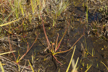 Some plants of the Sundew Drosera spiralis in rather wet habitat close to Itamcambira in Minas...
