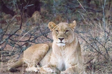 Fototapeta na wymiar Lioness, Pilansberg National Park