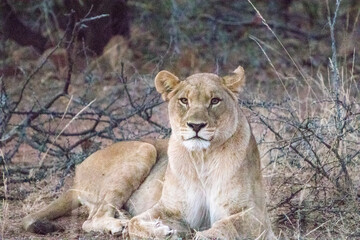 Lioness, Pilansberg National Park