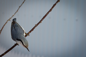 Nuthatches, or true nuthatches - a genus of passerine birds.