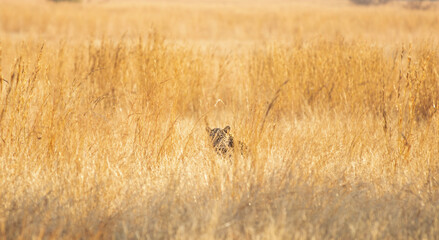 Obraz na płótnie Canvas Leopard , the Ghost of the Savanah, Pilansberg National Park