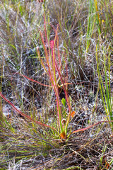 Close up of Drosera spiralis (a carnivorous plant with linear leaves) taken natural habitat close...