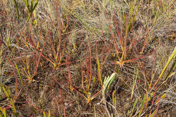 Group of the Sundew Drosera spiralis (a carnivorous plant) seen in nature close to Itacambira in Minas Gerais, Brazil