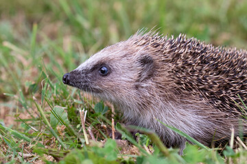 Hedgehog in the foreground
