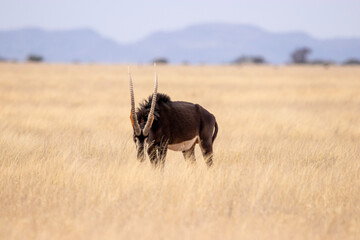 Fototapeta na wymiar Sable antelope bull, Mokala National Park, Kimberley, South Africa