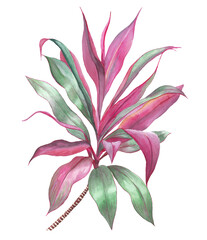 Tropical plant watercolor illustration. Cordyline detailed botanical drawing