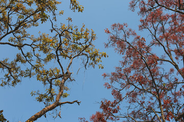 Summer Trees with Falling Leaves Beautiful Pattern Sky Background