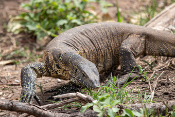 Monitor Lizard, Kruger National Park, South Africa