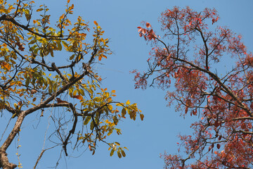 Summer Trees with Falling Leaves Beautiful Pattern Sky Background