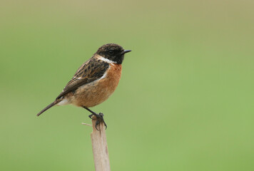 A male Stonechat, Saxicola rubicola, perching on the tip of a reed. It is looking around for insects to capture and eat.