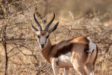 Springbok, Mokala National Park, Kimberley, South Africa