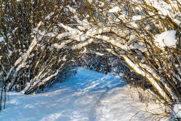 A snowy road that goes into a tunnel of trees bent under the snow .