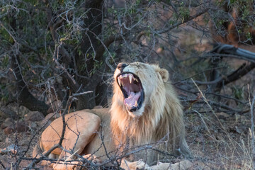 Lion, Pilansberg National Park