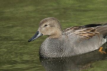A head shot of a stunning male Gadwall, Anas strepera, swimming on a lake.