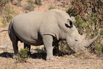 Fototapeta premium White Rhino, Pilansberg National Park