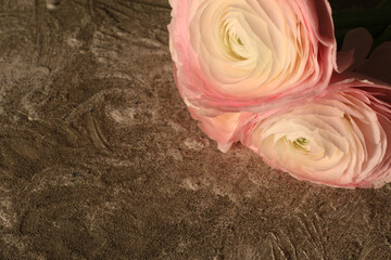 Still life con ranuncoli. Fiori recisi dalle delicate tonalità rosa pallido.