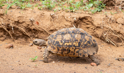 Leopard tortoise, Kruger National Park, South Africa