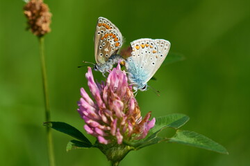 Polyommatus icarus - Hauhechel-Bläuling bei der Paarung	