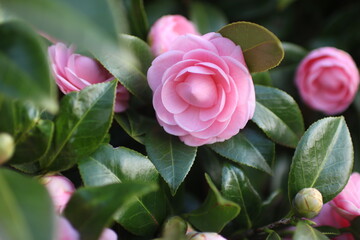 ピンクの花びらが綺麗なツバキ