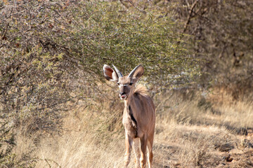 Young Kudu Bull, Pilansberg National Park