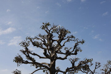 日本の木の枝のシルエット