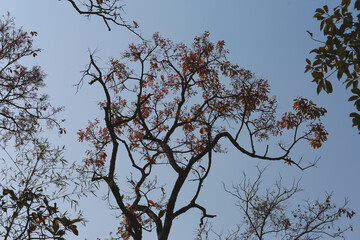 Summer Trees with Falling Leaves Beautiful Pattern Sky Background