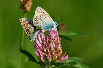 Polyommatus icarus - Hauhechel-Bläuling bei der Paarung	