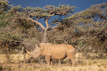 Naklejka na ściany i meble White Rhino, Mokala National Park, Kimberley, South Africa