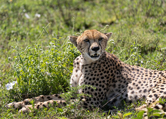 Cheetah (Acinonyx jubatus) in Southern Serengeti, Tanzania, one of the best places to observe the fastest land animal.