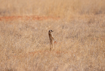 Meerkat, Mokala National Park, Kimberley, South Africa