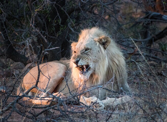 Lion, Pilansberg National Park
