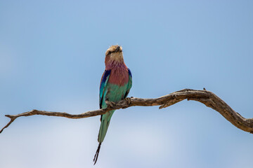 Lilac Breasted Roller,  Kruger National Park, South Africa