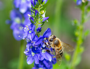 Bee on a blue saga flower blossom