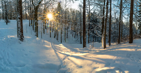 The sun breaks through the trees in the winter forest .