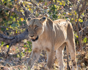 Lioness, Kruger National Park, South Africa